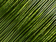 TINT GREEN